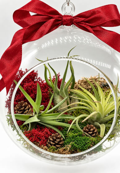 Create Your Own Hanging Air Plant Terrarium | Online class & kit ...