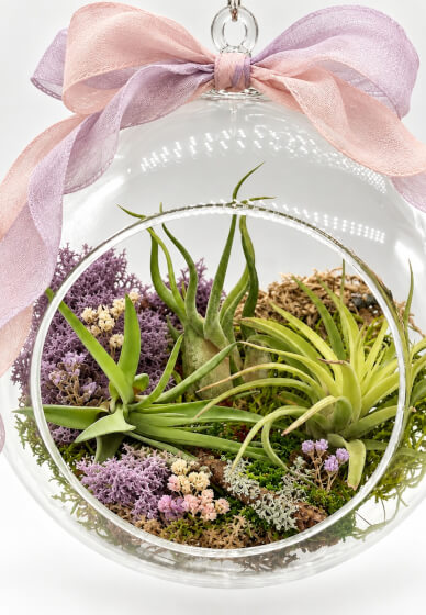 Create Your Own Hanging Air Plant Terrarium | Online class & kit ...