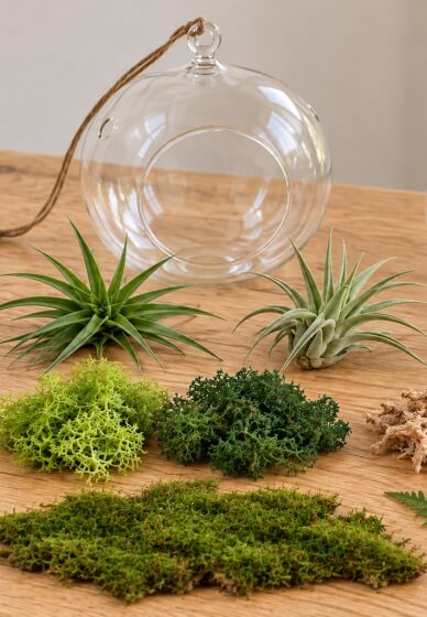 Create Your Own Hanging Air Plant Terrarium | Online class & kit ...