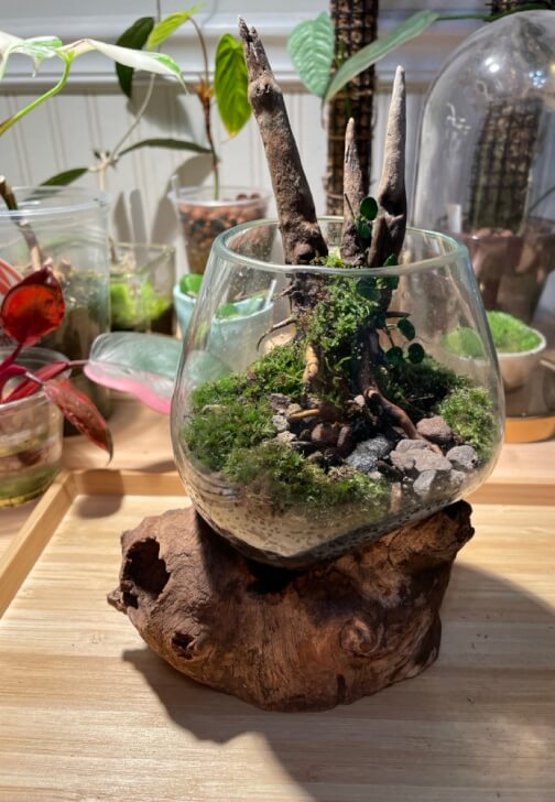 Terrarium Building Workshop New Jersey | Events | ClassBento